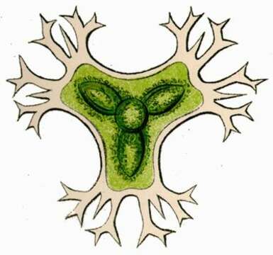 Image of Staurastrum furcatum Brébisson 1856