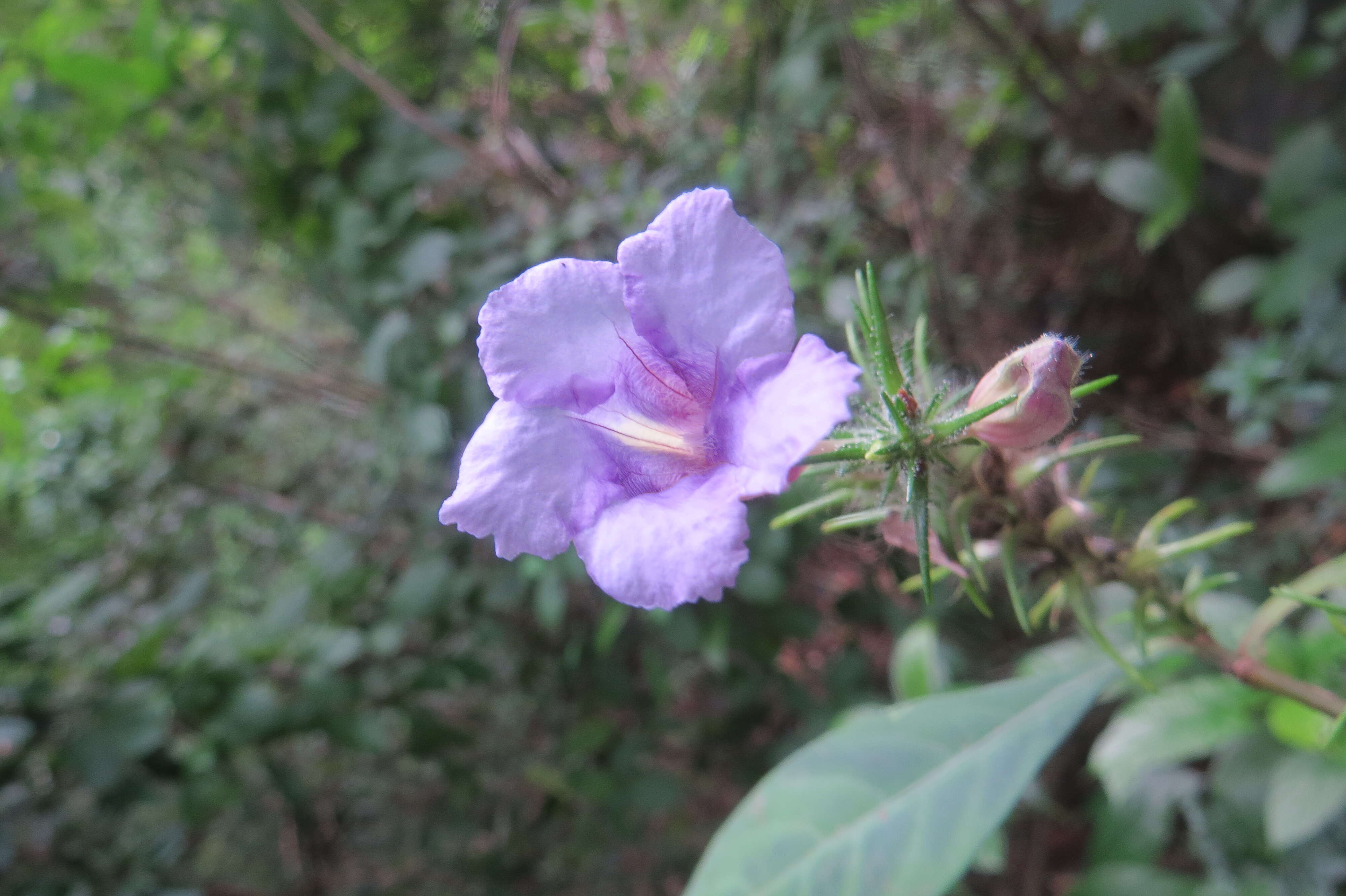 Strobilanthes integrifolius (Dalz.) Kuntze resmi