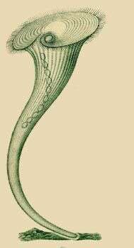 Image of green trumpet animalcule