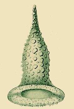 Image of Tintinnopsis Stein 1867