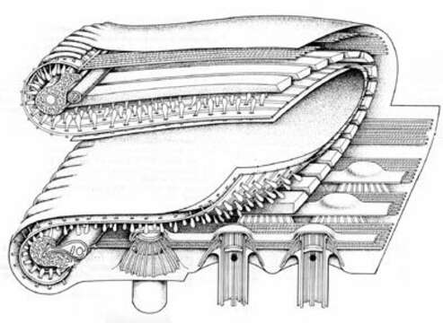 Image of Stephanopogon apogon