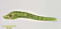 Image of Euglena deses