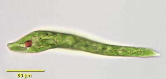 Image de Euglena deses