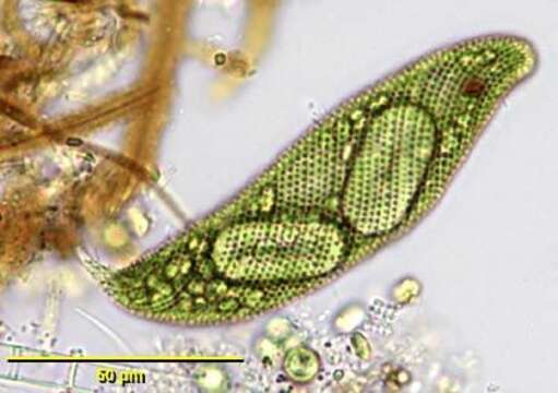 Слика од Lepocinclis spirogyroides