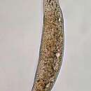 Image de Homalozoon vermiculare