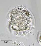 Image of Odontostomatea