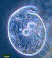 Image of Trachelius ovum