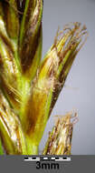 Image of Flat-sedge