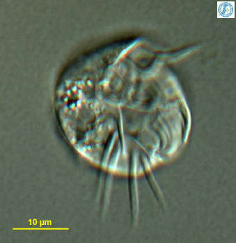 Image of Aspidiscidae