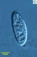 Image of Cyrtolophosididae
