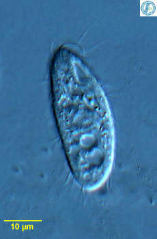 Image of Cyrtolophosididae