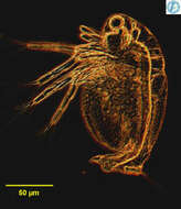 Image of Daphnia