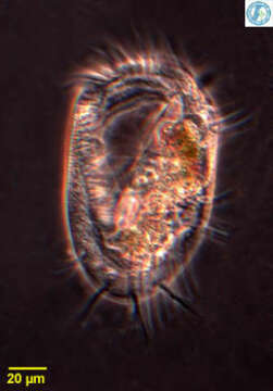 Image of Euplotidae