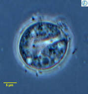 Image of Microchlamys