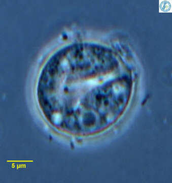 Image of Microchlamyiidae