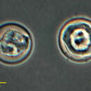 Image of Microchlamys