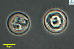 Image of Microchlamys