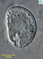 Image of Microthoracida