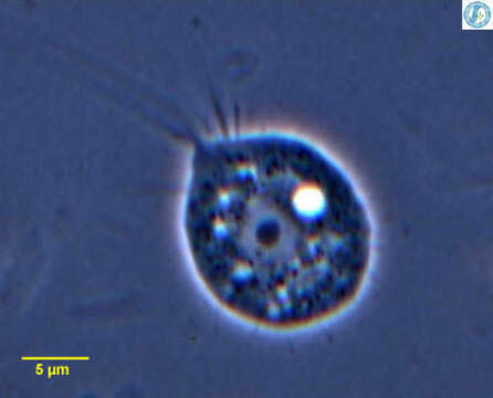 Image of Nucleariidae