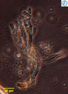 Image of unclassified Chromulinales
