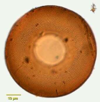 صورة Arcellidae