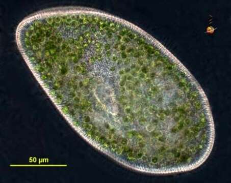 Image de Paramecium bursaria