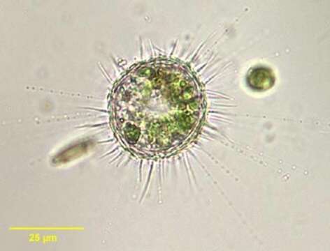 Image of Acanthocystis aculeata Hert. Less.