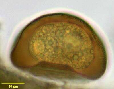 صورة Arcellidae