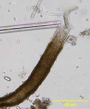 Image of Spirofilidae