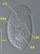 Image of Chilodonella caudata Stokes 1885