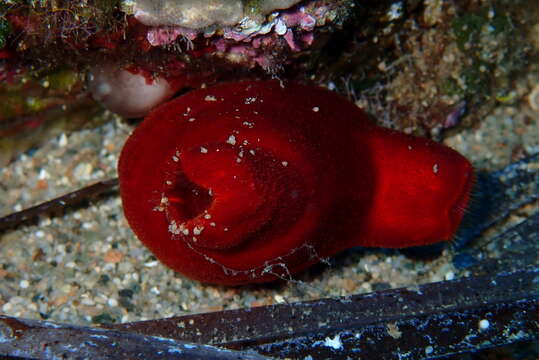 Image of red sea-squirt