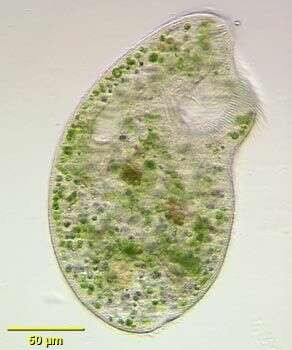 Image of Climacostomidae