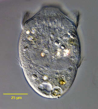 Image of Didinium nasutum