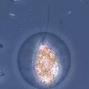 Image of Haematococcus lacustris