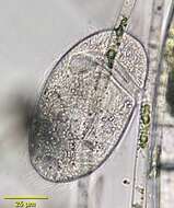 Image of Plagiopyla nasuta