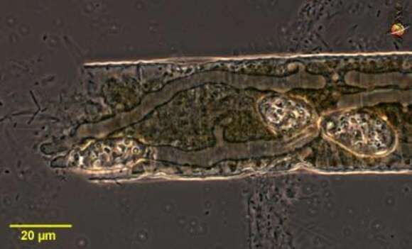 Image of fungus