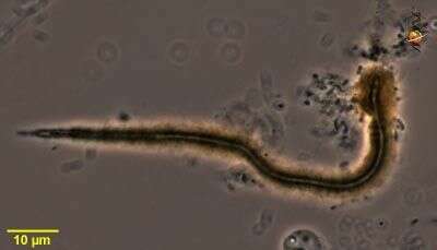Image of Proteobacteria