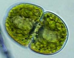 Image of cosmarian algae
