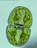 Image of cosmarian algae