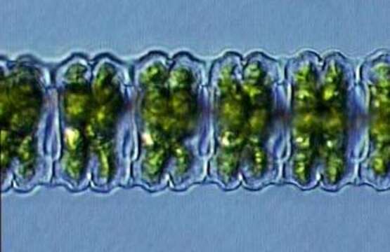 Image of Desmidium C. Agardh ex Ralfs 1848