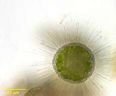 Image of Acanthocystis Carter 1863