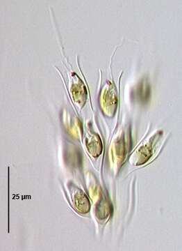 Image of Dinobryon sertularia