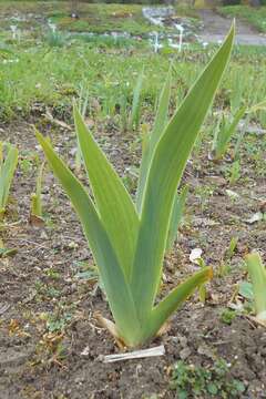 Слика од Iris sintenisii subsp. brandzae (Prodan) D. A. Webb & Chater