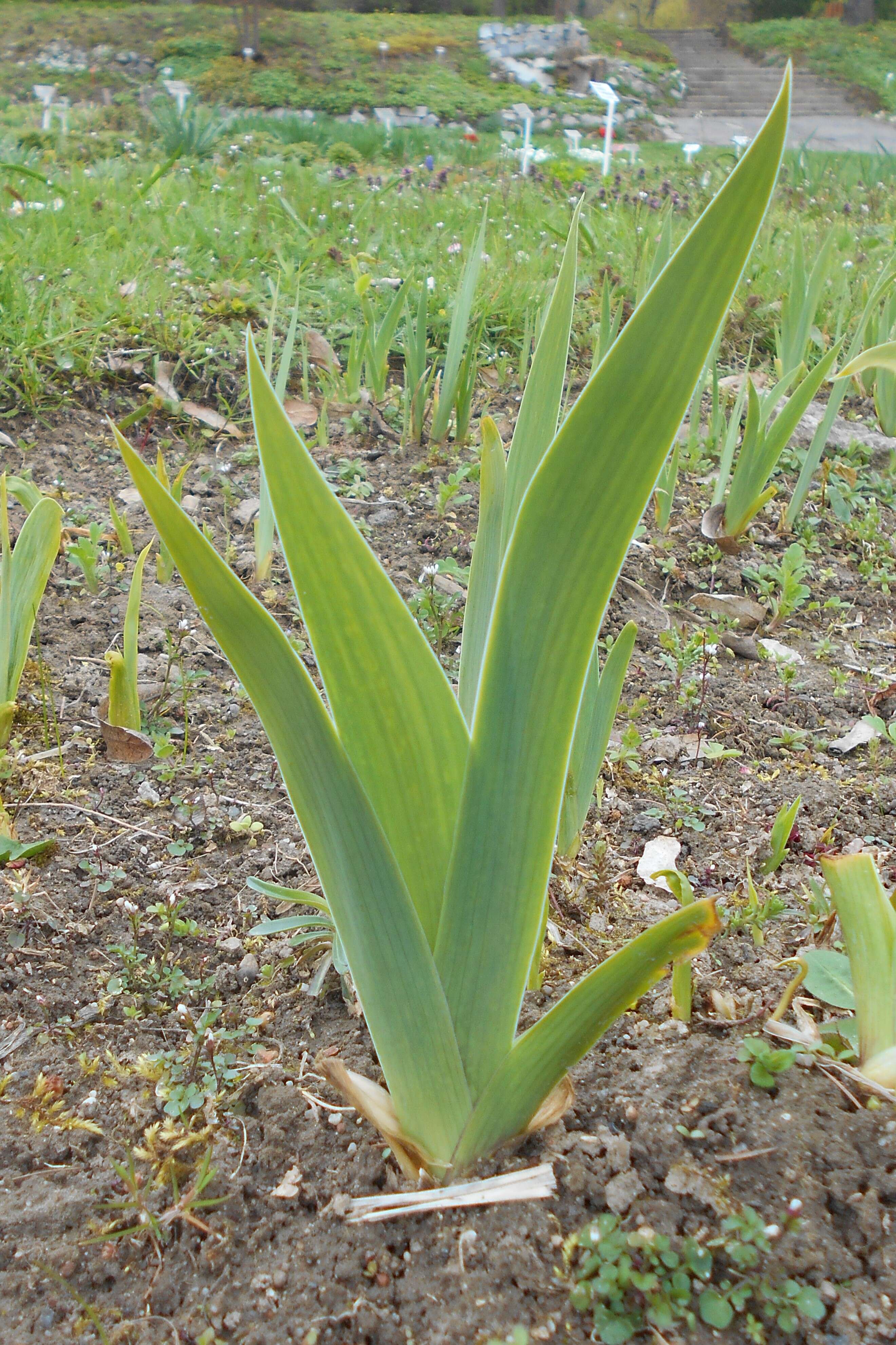 Слика од Iris sintenisii subsp. brandzae (Prodan) D. A. Webb & Chater