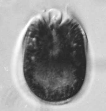 Image of Testudodinium