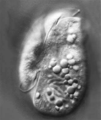 Sivun Amphidinium incoloratum kuva