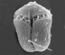 Sivun Nusuttodinium Y. Takano & T. Horiguichi 2014 kuva