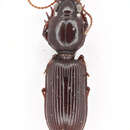 Image of Clivina (Leucocara) madagascariensis Putzeys 1846