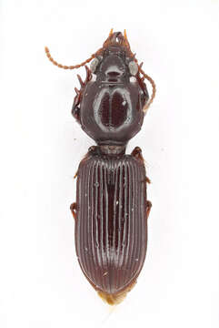 Image de Clivina (Leucocara) madagascariensis Putzeys 1846