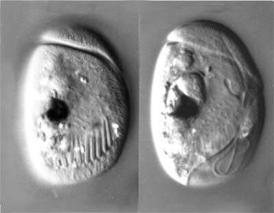 Sivun Amphidinium semilunatum Kofoid & Swezy 1921 kuva